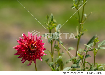 大麗花,早秋花 大麗花,早秋花 118577092