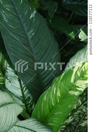 植物葉子 118577112