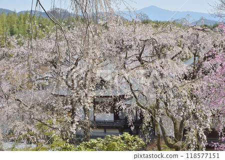 Cherry blossoms of Tenryuji Cherry blossoms of Tenryuji 118577151