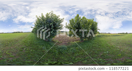360 VR. Mulberries in the country 118577221