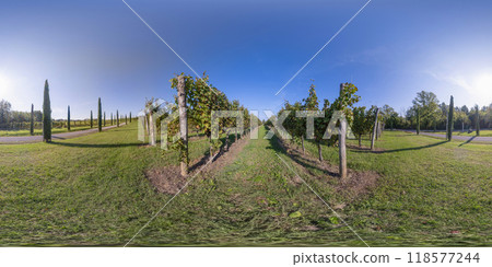360 VR. Rows of a vineyard. 118577244