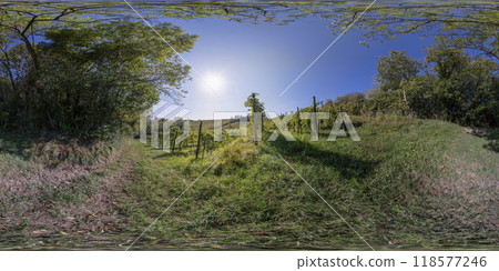 360 VR. Rows of a vineyard. 360 VR. Rows of a vineyard. 118577246