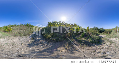 360 VR. Rows of a vineyard. 118577251