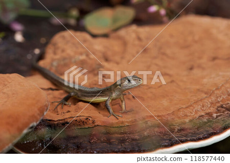 Cana snake 118577440