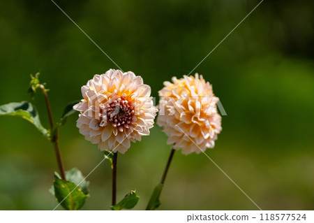 初秋的達利亞 118577524