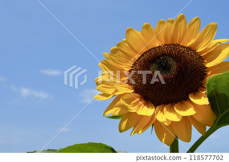Vivid and lively sunflowers shining against the blue summer sky 118577702