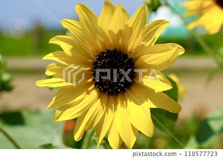 Cute sunflowers bathed in sunlight 118577723