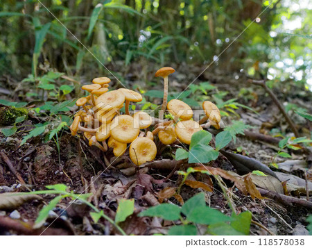 Colony of false oyster mushrooms 118578038