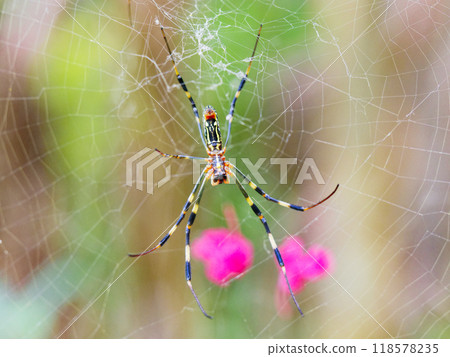 紫薇的紅色花朵和蜘蛛科蜘蛛♀ 118578235