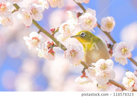 白眼蜥蜴 118578323