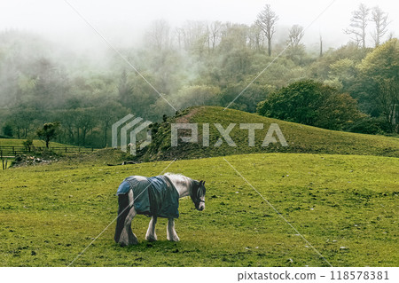 A horse stands quietly in a lush green field, wearing a blanket, with fog enveloping the surrounding hills in a serene early morning setting. 118578381