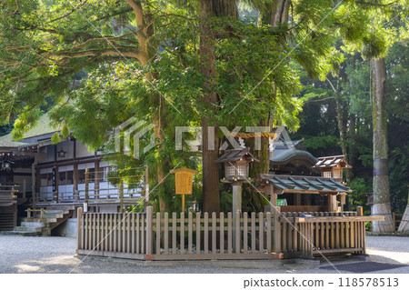 Miwa Shrine, Ogami Shrine, Snake God Cedar Miwa Shrine, Ogami Shrine, Snake God Cedar 118578513