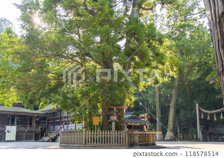 Miwa Shrine, Ogami Shrine, Snake God Cedar 118578514