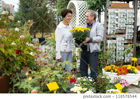 Elderly man and woman buy chrysanthemum at an open market 118578544
