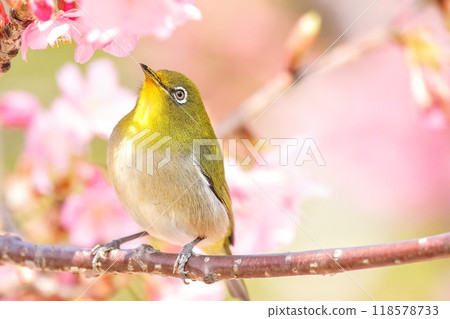 White-eye pecking at cherry blossoms 118578733