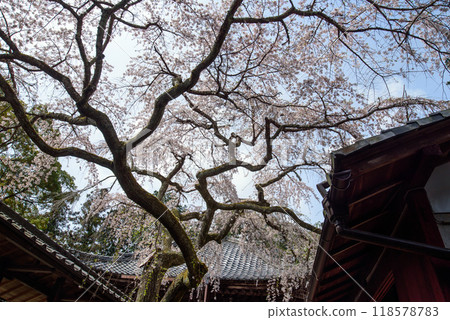 京都大荒野中的成平櫻花 118578783