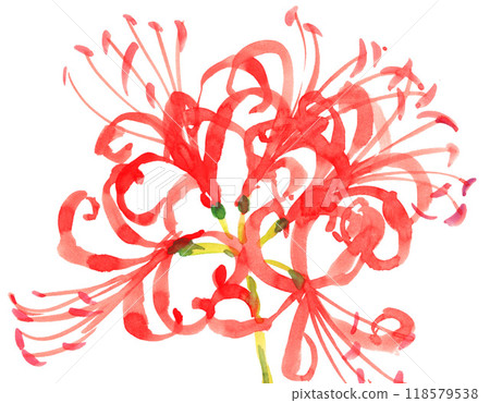 Red spider lily painted in watercolor 24922pix7 118579538