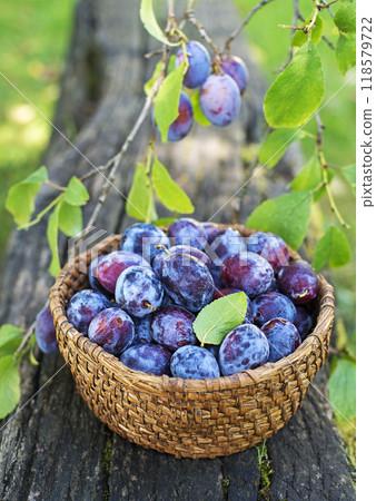 Plum harvest Plum harvest 118579722