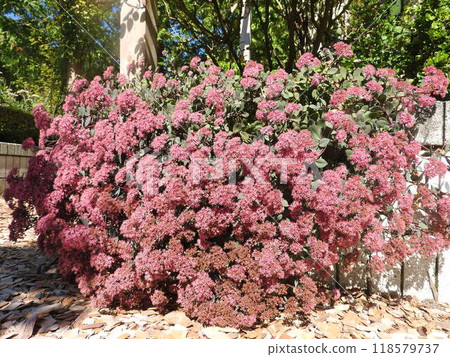 "Spiraea gracilis" in full bloom "Spiraea gracilis" in full bloom 118579737