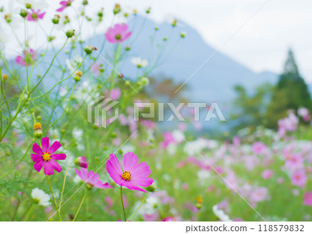 倒映著波斯菊的由布院秋景 倒映著波斯菊的由布院秋景 118579832