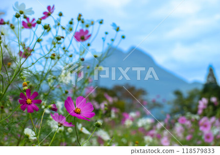 倒映著波斯菊的由布院秋景 倒映著波斯菊的由布院秋景 118579833
