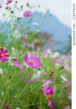 倒映著波斯菊的由布院秋景 倒映著波斯菊的由布院秋景 118579834