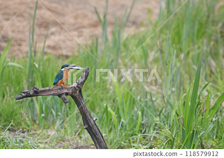 A kingfisher carrying a captured fish back to its nest. (Composite) 118579912