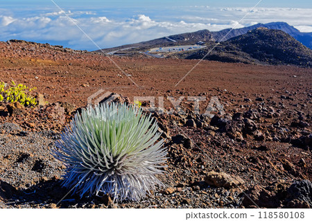 Silver Sword on the summit of Haleakala, Maui 118580108