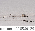 sand crab 118580129