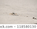 sand crab 118580130