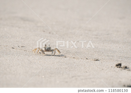 sand crab 118580130