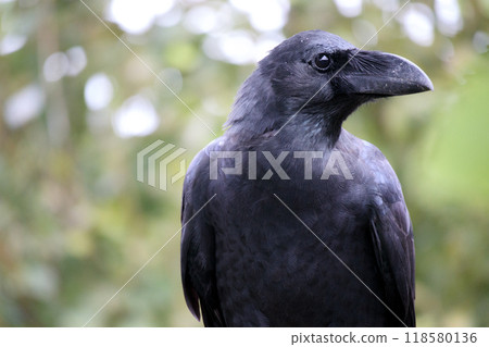 Crow, facing right, green, bokeh 118580136