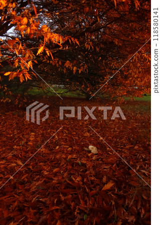 Autumn mood in a red oak wood Autumn mood in a red oak wood 118580141