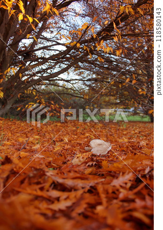 Autumn mood in a red oak wood 118580143