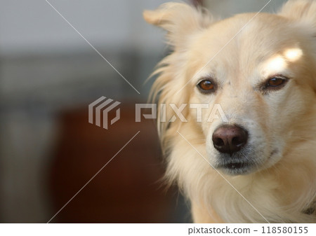 Cute shepherd white dog portrait Cute shepherd white dog portrait 118580155