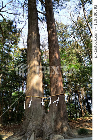 Hachiman Shrine, located in Uenodai, Fukaya City, Saitama Prefecture 118580392