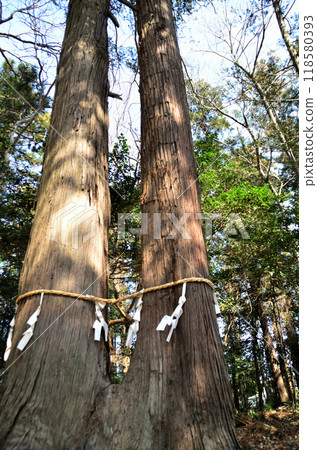 Hachiman Shrine, located in Uenodai, Fukaya City, Saitama Prefecture 118580393