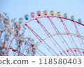 Ferris wheel and cherry blossoms at Odaiba against a blue sky 118580403