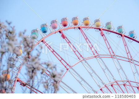Ferris wheel and cherry blossoms at Odaiba against a blue sky 118580403
