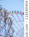 Pink plum blossoms blooming with the Odaiba Ferris wheel in the background 118580404