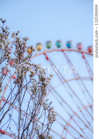 Pink plum blossoms blooming with the Odaiba Ferris wheel in the background Pink plum blossoms blooming with the Odaiba Ferris wheel in the background 118580404