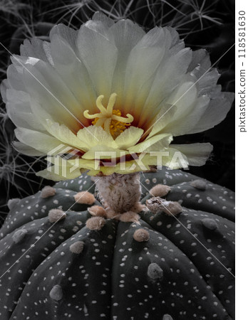 Close up of Yellow flower of Astrophytum asterias (Kabuto cactus). Close up of Yellow flower of Astrophytum asterias (Kabuto cactus). 118581630