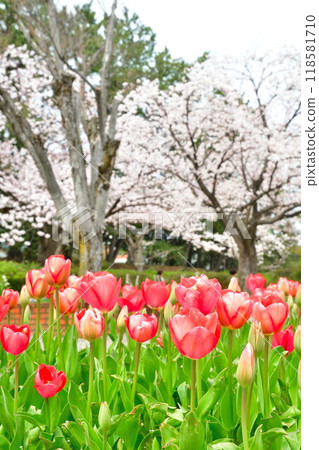 Cherry blossoms and tulips at Nishiohata Park (Niigata Prefecture) 118581710