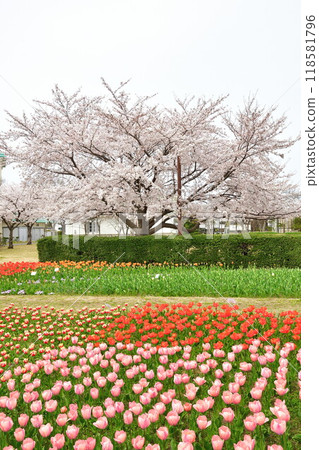 Cherry blossoms and tulips at Niigata Furusato Village (Niigata Prefecture) Cherry blossoms and tulips at Niigata Furusato Village (Niigata Prefecture) 118581796