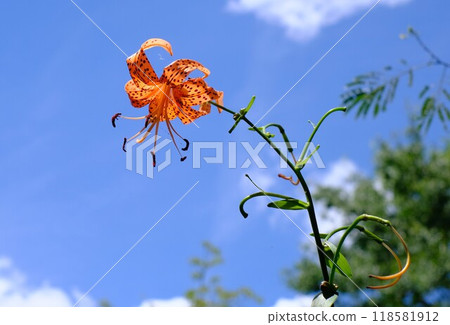虎百合花在藍天的映襯下綻放 118581912