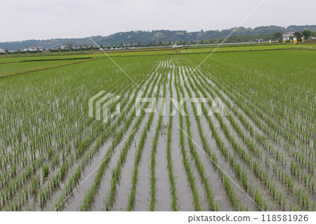 水稻種植已經結束的稻田 118581926