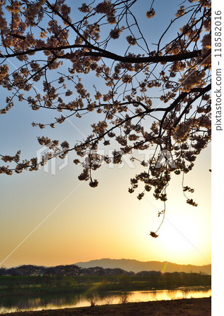 Cherry blossom trees at Kajigawa River Control Memorial Park (Niigata Prefecture) Cherry blossom trees at Kajigawa River Control Memorial Park (Niigata Prefecture) 118582016