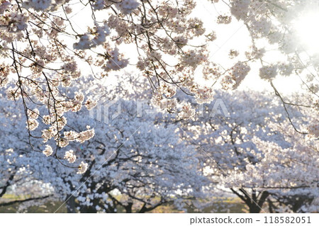 Cherry blossoms in Kajikawachisui Memorial Park (Niigata Prefecture) 118582051