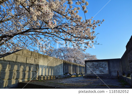 Cherry blossoms in Kajikawachisui Memorial Park (Niigata Prefecture) 118582052