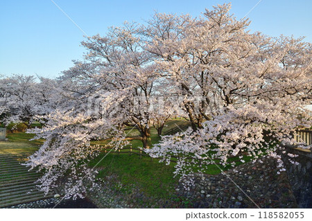 Cherry blossoms in Kajikawachisui Memorial Park (Niigata Prefecture) 118582055